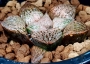 Хавортия (Haworthia Togenkyo 29ハオルチア　 ピクタ　桃原郷)